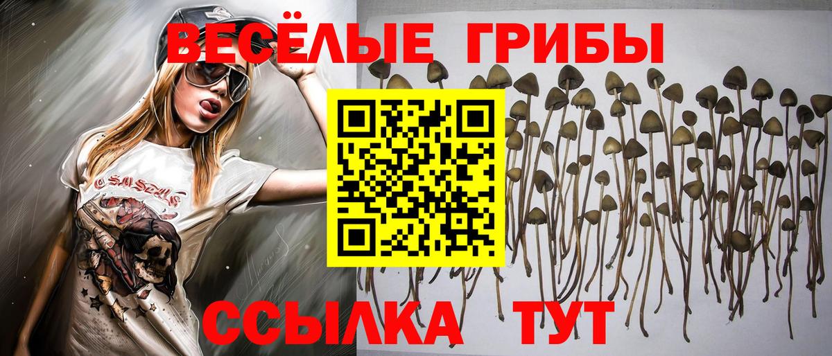 Псилоцибиновые грибы Cubensis Малгобек